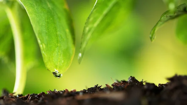 Gros Plan Une Goutte Eau Sur Feuille Plan Macro — Photo