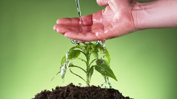 Conceito Sementeira Plantio Com Macho Molhando Mão Planta Jovem Tiro — Fotografia de Stock