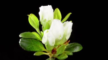 Açelya ağacının çiçek açması zaman alır. Güzel bahar çiçekli arka plan.