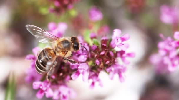 Літаюча Бджола Збирає Пилок Дуже Повільний Рух Знято Високошвидкісній Кінокамері — стокове відео