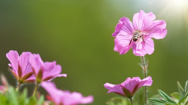 Μέλισσα Πετάει Μέσα Ανθισμένα Άνθη Μαζεύοντας Γύρη Μακρόβια Κινηματογραφημένο Κάμερα — Αρχείο Βίντεο