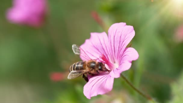 Abelha Voando Flor Florescida Reunindo Pólen Macro Tiro Filmado Câmera — Vídeo de Stock