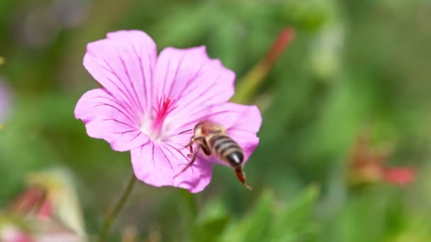 Arılar Çiçek Açmış Polen Topluyor Makro Çekim Yapıyorlar Yüksek Hızlı — Stok video
