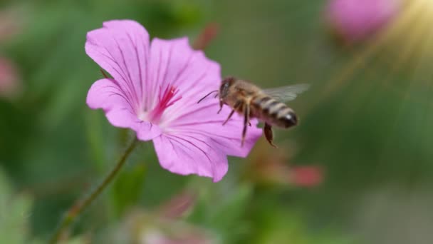 Abelha Voando Flor Florescida Reunindo Pólen Macro Tiro Filmado Câmera — Vídeo de Stock