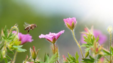 Pembe çiçekten süzülen bir arı poleni. Makro çekim, doğa fotoğrafçılığı çiçek açan çayır üzerinde.