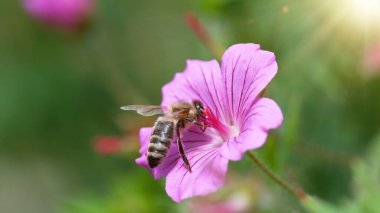 Pembe çiçekten süzülen bir arı poleni. Makro çekim, doğa fotoğrafçılığı çiçek açan çayır üzerinde.