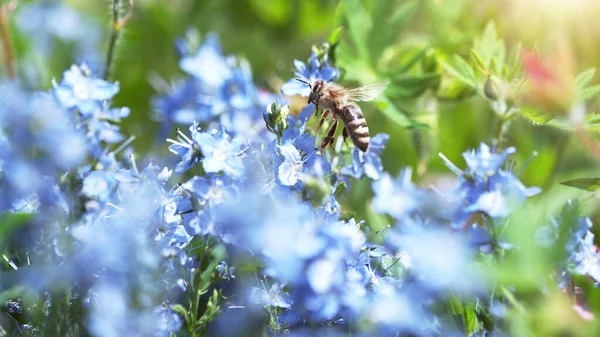 青い花から蜂が花粉を垂らしている マクロ撮影 開花草原の自然屋外写真 — ストック写真