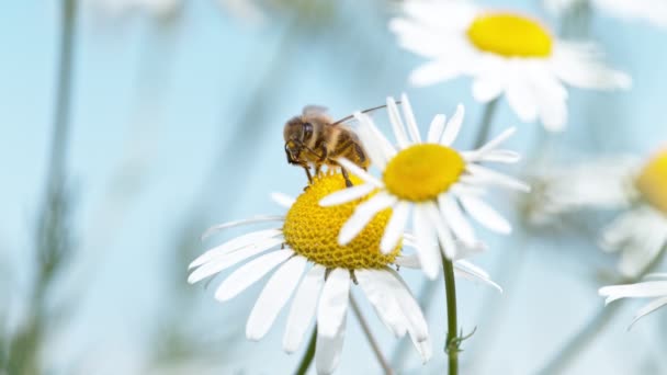Літаюча Бджола Збирає Пилок Ромашкової Квітки Знято Високошвидкісній Кінокамері 1000 — стокове відео