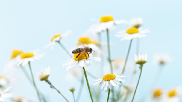 Latająca Pszczoła Zbierająca Pyłek Kwiatka Stokrotki Nagrywane Szybkim Aparacie Kinowym — Wideo stockowe