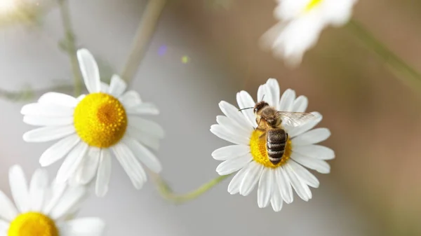 Macro Shot Bee Gathering Pollen Daisy Flower Soft Blur Background — Stock Photo, Image