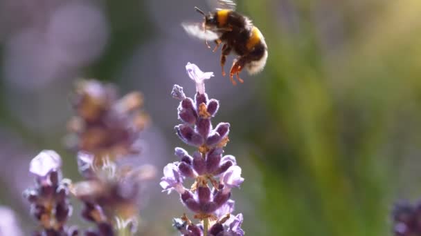 Flying Bumble Bee Gathering Pollen Lavender Blossoms Filmado Cámara Cine — Vídeos de Stock