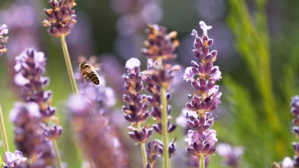 Flygande Bin Samlar Pollen Från Lavendelblommor Inspelning Höghastighetsbio Kamera 1000Fps — Stockvideo