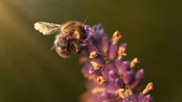 Abeja Voladora Recogiendo Polen Flores Lavanda Filmado Cámara Cine Alta — Vídeos de Stock