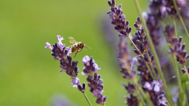 Lavanta çiçeklerinden polen toplamanın ayrıntıları. Doğal makro çekim, düşük odaklanma derinliği. Kırsal kesimde. Bal arısı lavanta tarlasında çalışıyor.