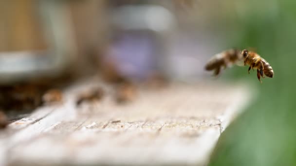 Létající Včely Sbírají Med Míří Úlu Nízká Hloubka Zaměření Natočeno — Stock video
