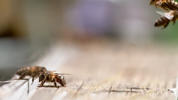 Літаючі Бджоли Збирають Мед Відправляються Вулик Низька Глибина Фокусування Знято — стокове відео