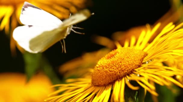 Flying Mariposa Azufre Recoger Polen Flor Amarilla Filmado Cámara Cine — Vídeo de stock