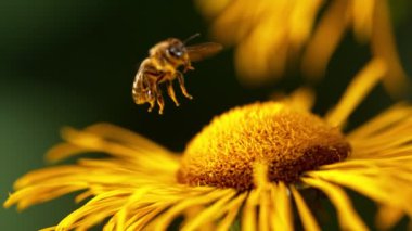 Uçan arı, sarı çiçekten polen topluyor. Yüksek hızlı sinema kamerası, 1000fps.