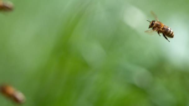 Abeja Voladora Baja Profundidad Enfoque Filmado Cámara Cine Alta Velocidad — Vídeos de Stock