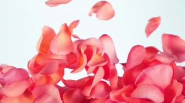 Beyaz arka planda uçan gül yapraklarının süper yavaş çekimi. Yüksek hızlı sinema kamerası, 1000 fps..