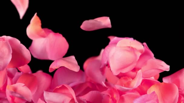 Сверхмедленное Движение Лепестков Роз Прозрачном Черном Фоне Снято Камеру Высокоскоростного — стоковое видео