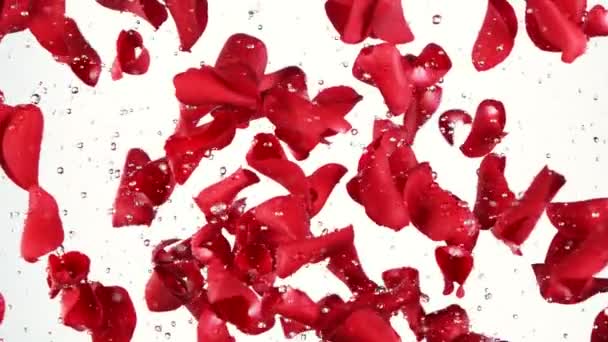 Super Powolny Ruch Latających Płatków Róż Czystym Tle Rozpryskuję Krople — Wideo stockowe