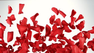 Beyaz arka planda uçuşan gül yapraklarının hareketsiz hareketi. Stüdyo çekimi, soyut arkaplan.