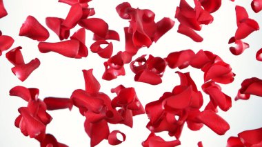 Beyaz arka planda uçuşan gül yapraklarının hareketsiz hareketi. Stüdyo çekimi, soyut arkaplan.