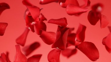 Kırmızı arka planda uçuşan gül yapraklarının hareketsiz hareketi. Stüdyo çekimi, soyut arkaplan.