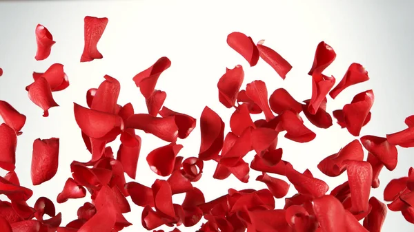 Beyaz arka planda uçuşan gül yapraklarının hareketsiz hareketi. Stüdyo çekimi, soyut arkaplan.
