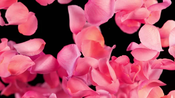 Állítsd Meg Rózsaszirmok Mozgását Tiszta Fekete Háttérrel Csobbanó Vízcseppek Stúdió — Stock Fotó