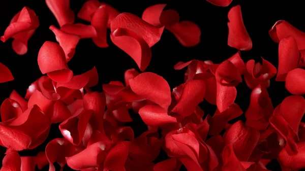 Zamrozić Ruch Płatków Róż Lecących Jasnym Czarnym Tle Rozpryskuję Krople — Zdjęcie stockowe