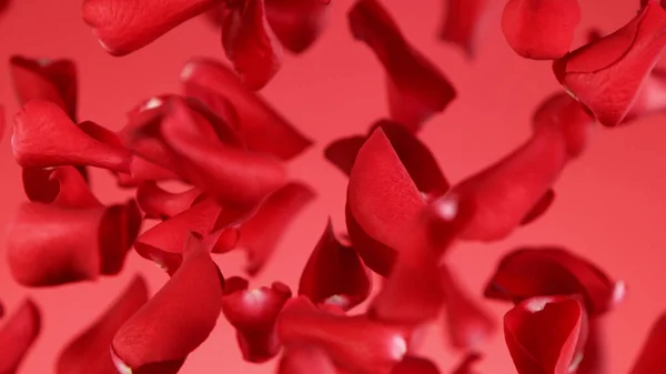 Заморожувати Рух Пелюсток Троянд Летять Чистому Червоному Тлі Студійний Знімок — стокове фото
