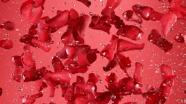 Замораживание Движения Лепестков Роз Летящих Прозрачном Красном Фоне Студийный Снимок — стоковое фото