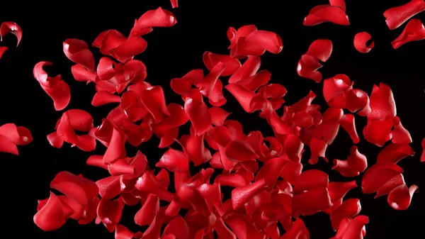Заморожувати Рух Пелюсток Троянд Летять Чистому Чорному Тлі Студійний Знімок — стокове фото
