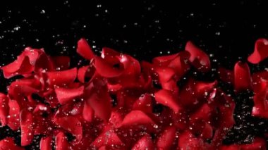 Arka planda uçan gül yapraklarının çok yavaş hareket etmesi. Su damlaları. Yüksek hızlı sinema kamerası, 1000 fps..