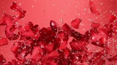 Arka planda uçan gül yapraklarının çok yavaş hareket etmesi. Su damlaları. Yüksek hızlı sinema kamerası, 1000 fps..