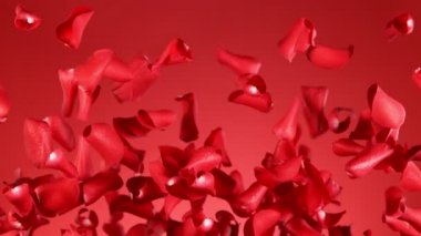 Kırmızı arka planda uçan gül yapraklarının süper yavaş çekimi. Yüksek hızlı sinema kamerası, 1000 fps..