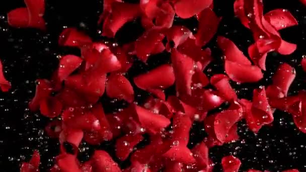 在清晰的背景下 玫瑰花瓣的超慢运动 泼洒的水滴 用高速摄像机拍摄 每秒1000帧 — 图库视频影像