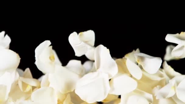 Super Slow Motion Flying Rose Petals Clear Black Background Filmed — Stock Video