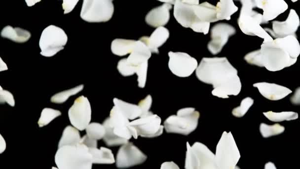 Super Slow Motion Flying Rose Petals Clear Black Background Filmado — Vídeo de Stock