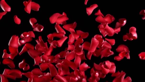 Super Slow Motion Flying Rose Petals Clear Black Background Filmado — Vídeo de Stock