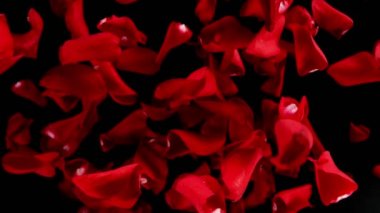 Açık siyah arka planda uçan gül yapraklarının süper yavaş çekimi. Yüksek hızlı sinema kamerası, 1000 fps..