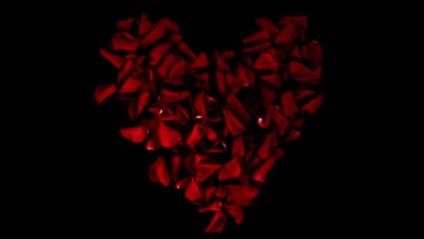 Super Slow Motion Flying Rose Petals Heart Shape Clear Black — Vídeo de Stock