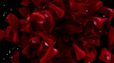 Arka planda uçan gül yapraklarının çok yavaş hareket etmesi. Yüksek hızlı sinema kamerası, 1000 fps..