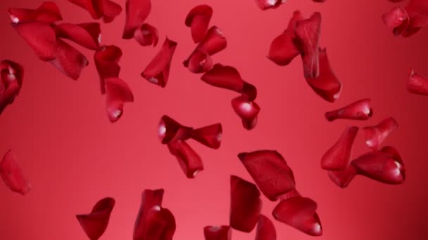 Супер Повільний Рух Пелюсток Троянд Чистому Тлі Знімається Високошвидкісній Кінокамері — стокове відео