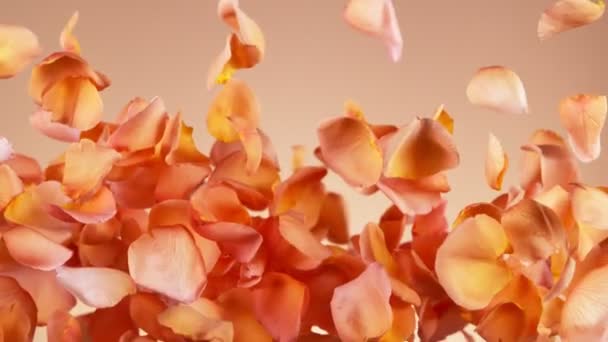 Super Slow Motion Petali Rosa Volanti Sfondo Chiaro Girato Cinepresa — Video Stock