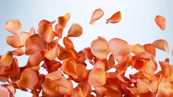 Pétalas Rosas Voadoras Isoladas Sobre Fundo Branco Fundo Flor Abstrato — Fotografia de Stock