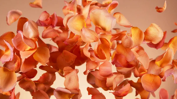 オレンジの背景に孤立したバラの花びらを飛んでいた 抽象的な花の背景 自然な花の部分の現実的な凍結運動 — ストック写真