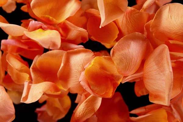Uçan Gül Yaprakları Siyah Arka Planda Izole Edilmiş Soyut Çiçek — Stok fotoğraf